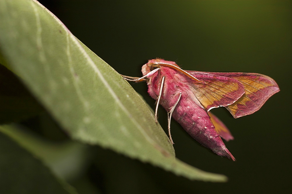 Small elephant hawk-moth (Deilephila porcellus), North West Bulgaria, EuropeFamily Sphingidae;Sub family Macroglossinae;Tribe Macroglossini;Sub tribe Choerocampina