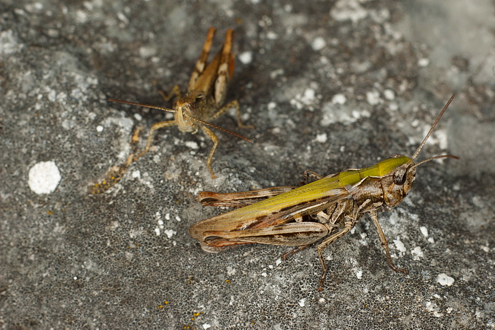 Grasshopper or cricket (Orthoptera) (Ensifera), Yagodina, South West Bulgaria, Europe