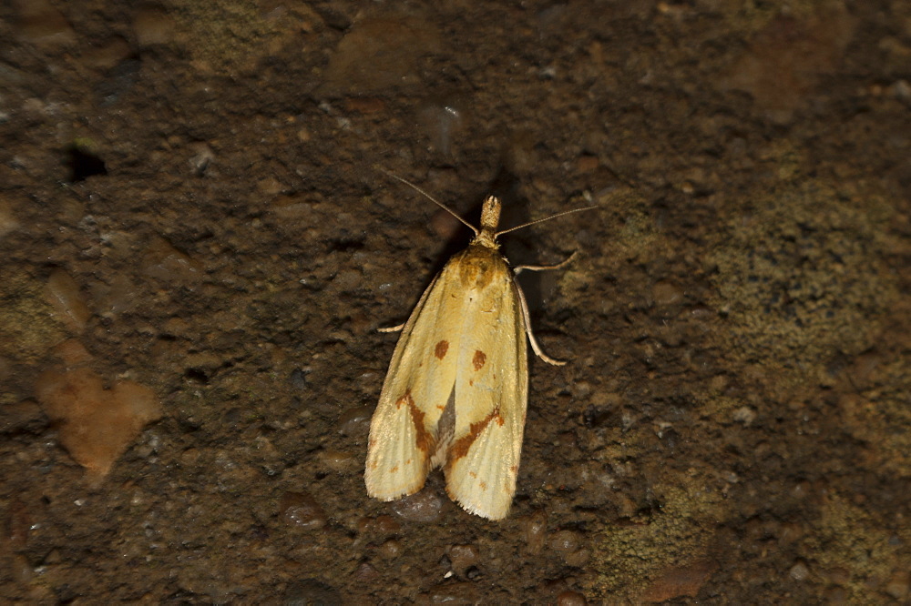 Tortricid moth (Tortricidae) (Heterocera), North West Bulgaria, Europe