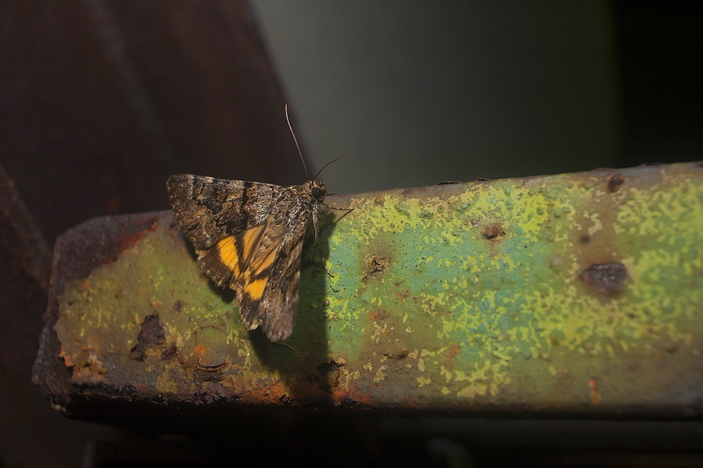 Oak yellow underwing moth (Catocala nymphagoga), Bulgaria, EuropeFamily Noctuidae;Sub family Catocalinae;