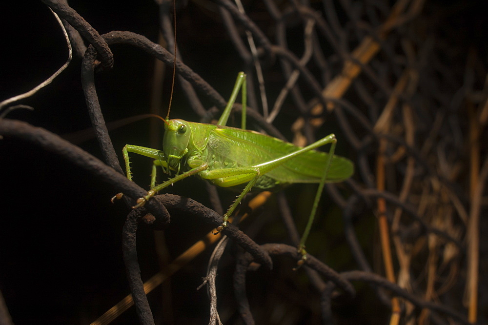 Great green bush-cricket (Tettigonia viridissima), North West Bulgaria, Europe