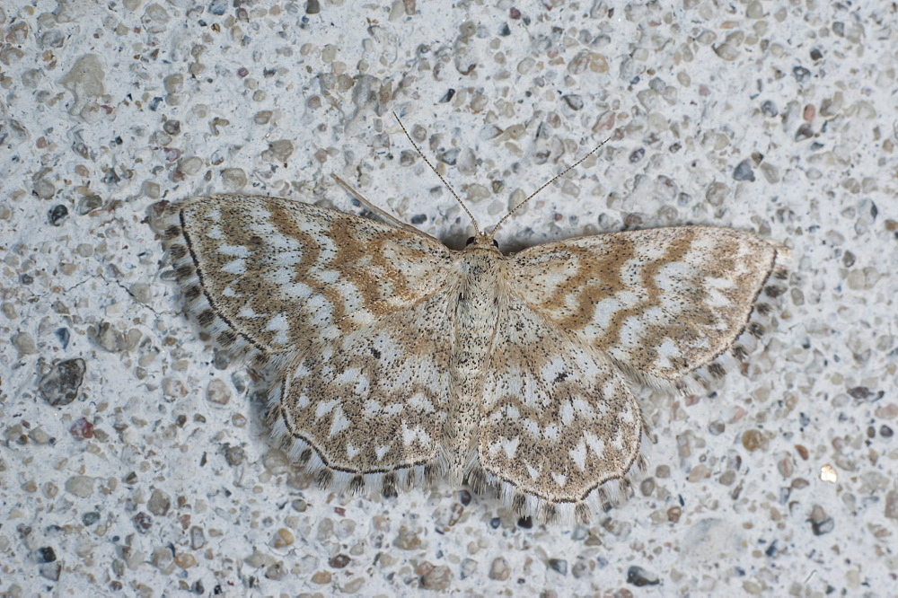 Moth (Geometridae), North West Bulgaria, EuropeFamily Geometridae