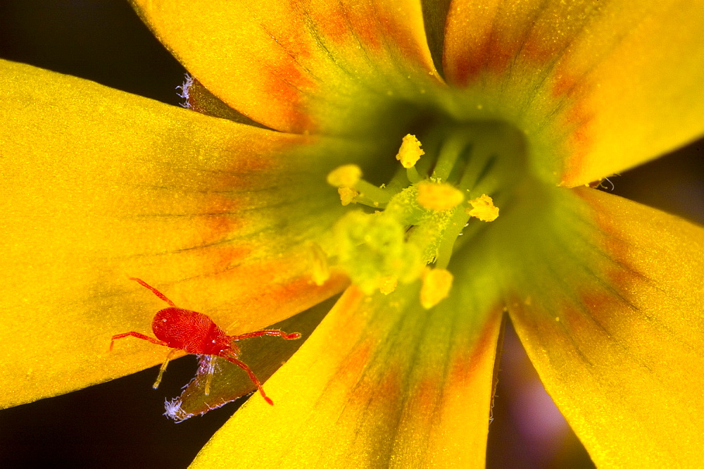 Red mite (Balaustium sp);North West Bulgaria;Europe