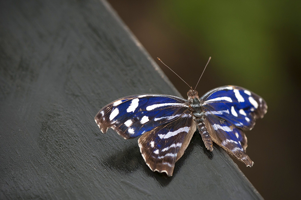 Exotic butterfly (Rhopalocera), Grevenmacher Butterfly Garden, Luxembourg, Europe