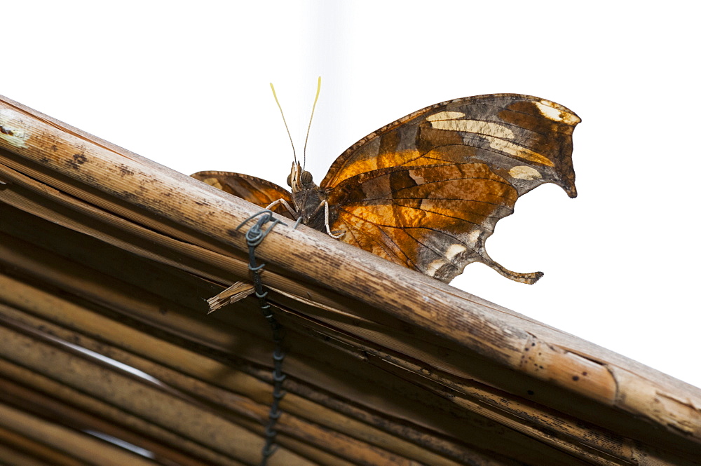 Exotic butterfly (Rhopalocera), Grevenmacher Butterfly Garden, Luxembourg, Europe