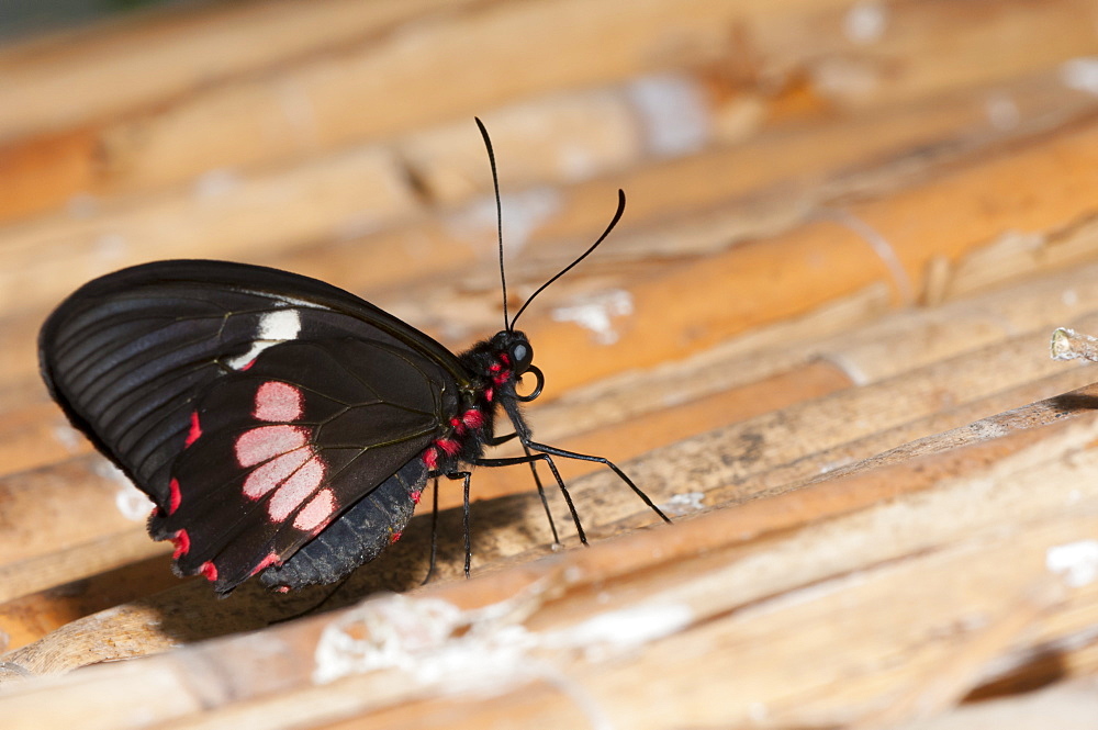 Exotic butterfly (Rhopalocera), Grevenmacher Butterfly Garden, Luxembourg, Europe