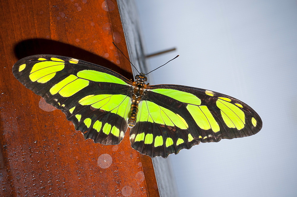 Exotic butterfly (Rhopalocera), Grevenmacher Butterfly Garden, Luxembourg, Europe