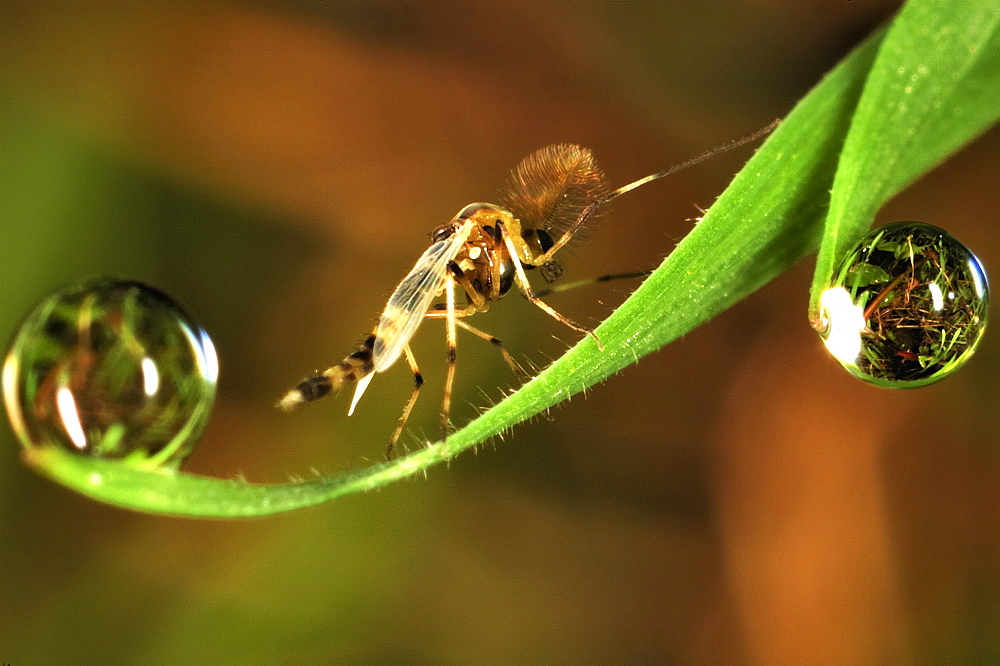 Midge fly (Chronomidae);North West Bulgaria;Europe