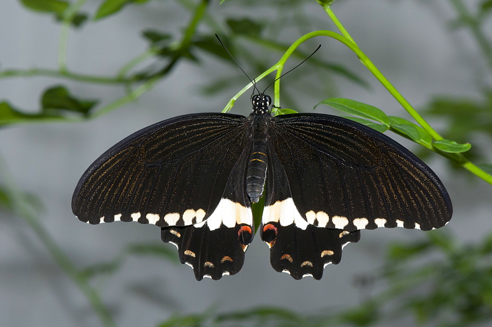 Exotic butterfly (Rhopalocera), Grevenmacher Butterfly Garden, Luxembourg, Europe