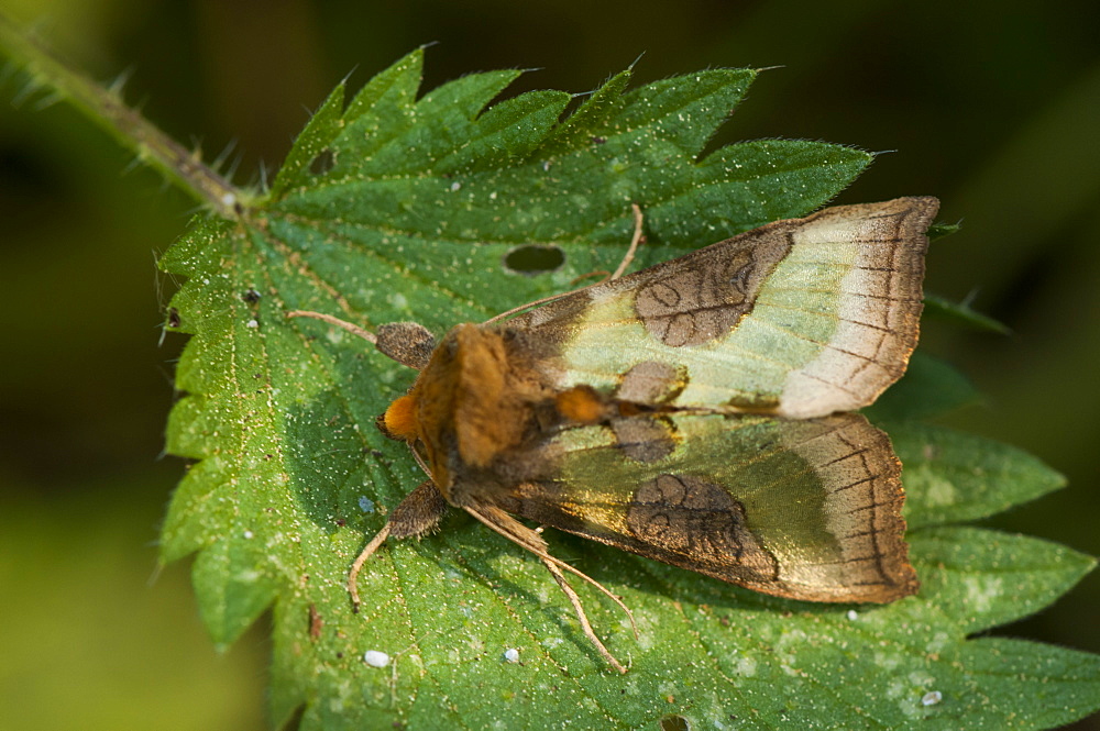 Burnished brass moth (Diachrysia stenochrysis), Bettel, Luxembourg, EuropeFamily Noctuidae