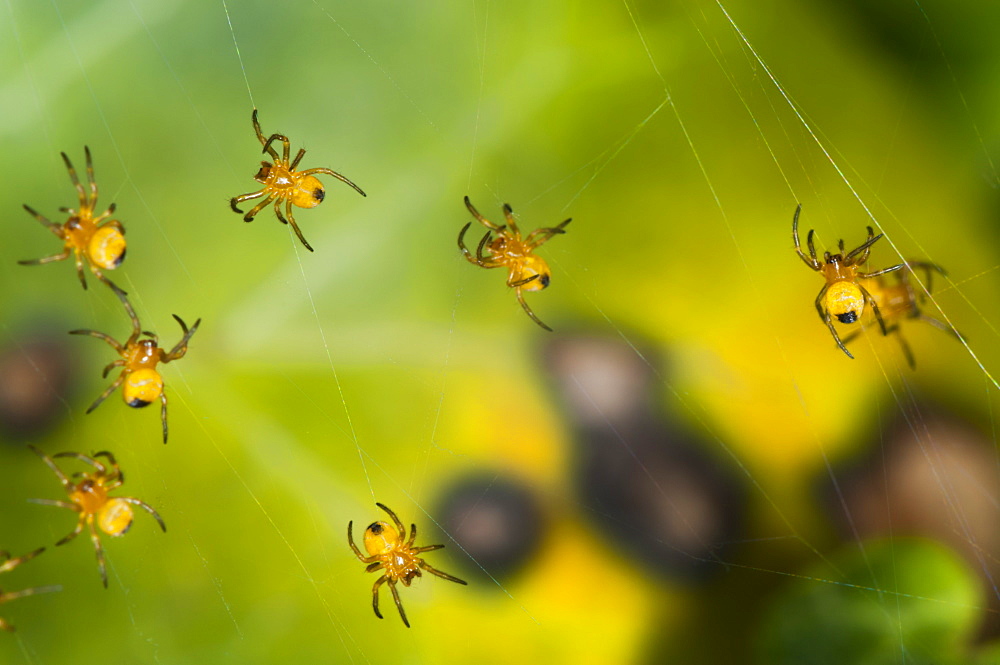 Juvenile spiders on ivy leaf, North West Bulgaria, EuropeOrder Araneae;Family Araneida