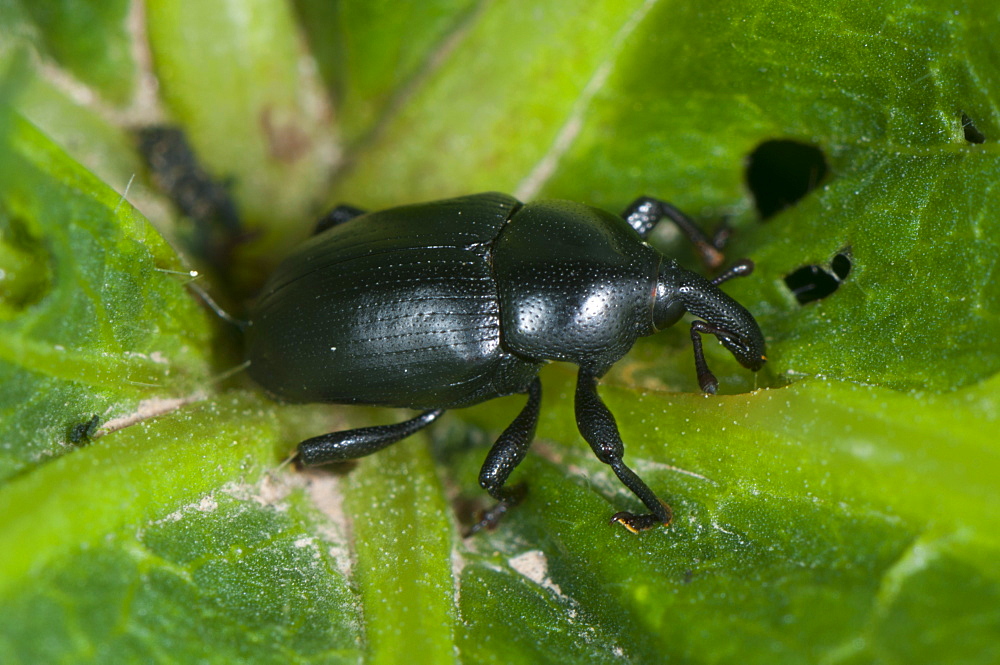 Weevil (Curculionoidea), Luxembourg, Europe