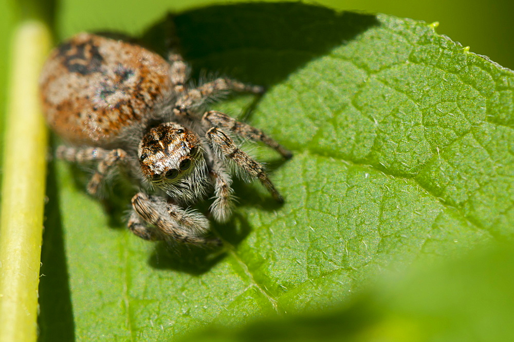 Jumping spider, Salticidae, North West Bulgaria, EuropeOrder Araneae;Family Araneida