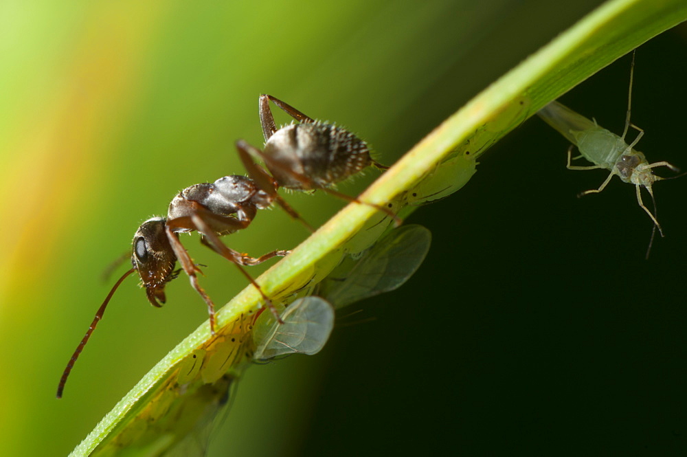 Ant (Formicidae), North West Bulgaria, EuropeOrder Hymenoptera