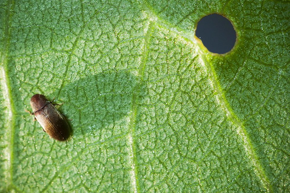 Beetle, North West Bulgaria, EuropeOrder Coleoptera