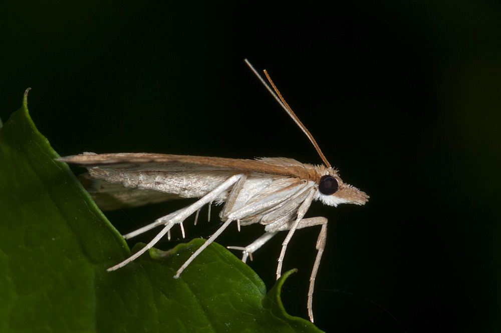 Grass moth (Crambidae), North West Bulgaria, Europe