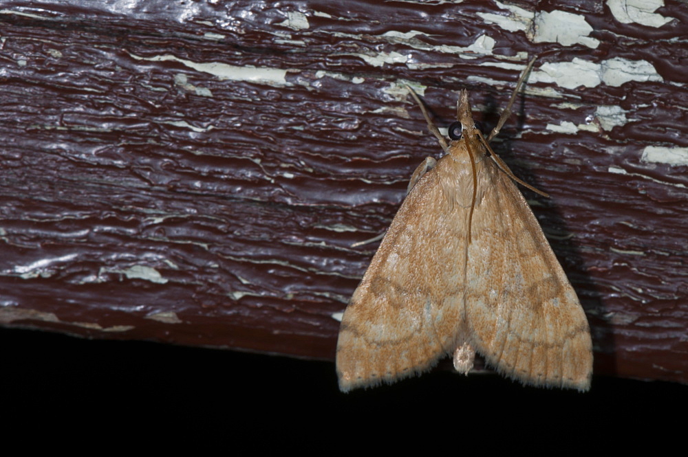 Grass moth (Crambidae), North West Bulgaria, Europe