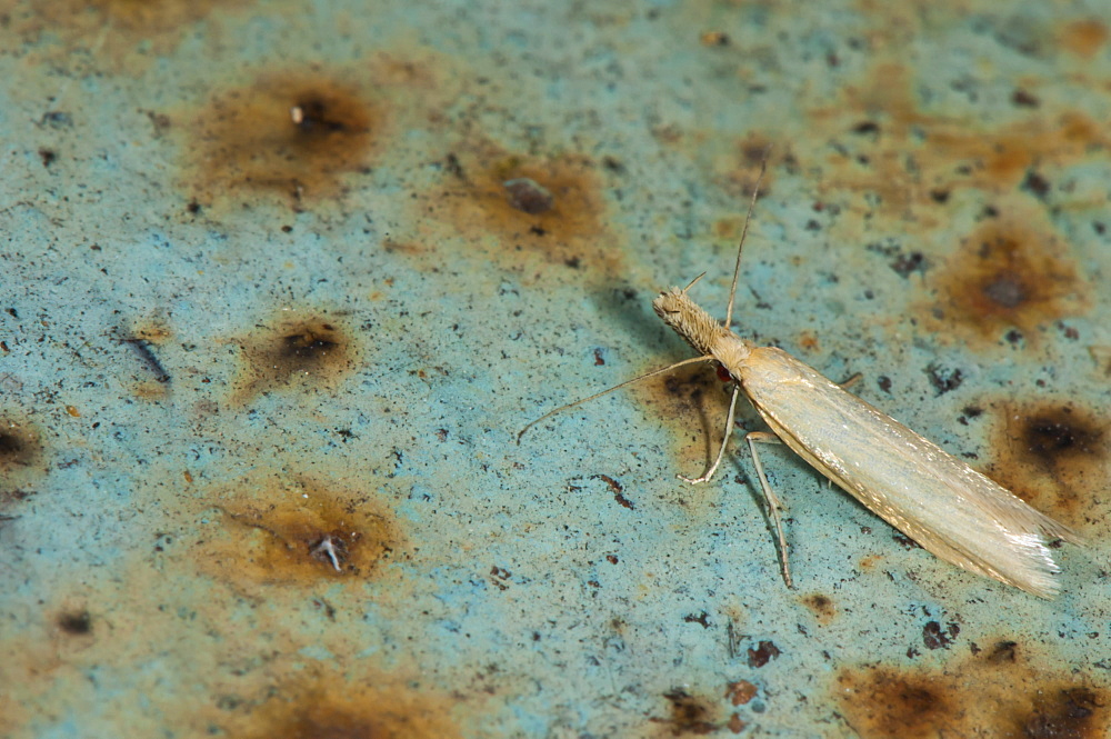 Grass moth (Crambidae), North West Bulgaria, Europe