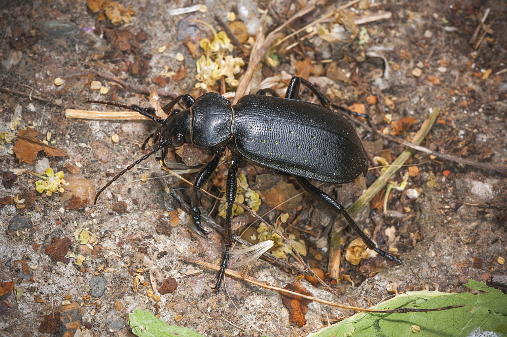 Ground beetle (Carabidae), North West Bulgaria, Europe