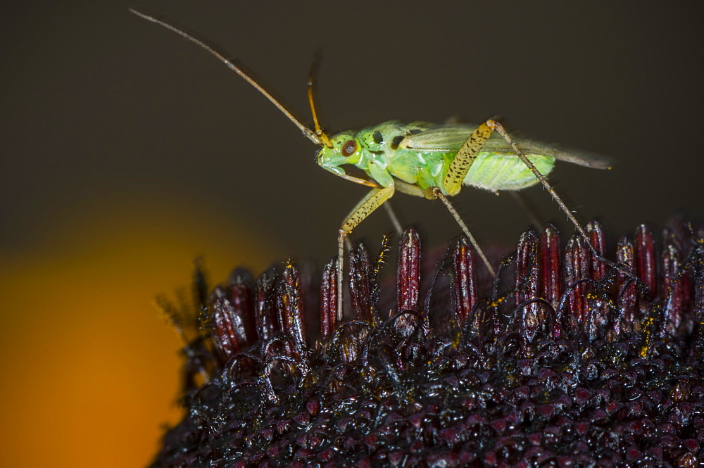 Capsid (Plant bug) (Mirid bug) (Miridae), North West Bulgaria, EuropeOrder Coleoptera