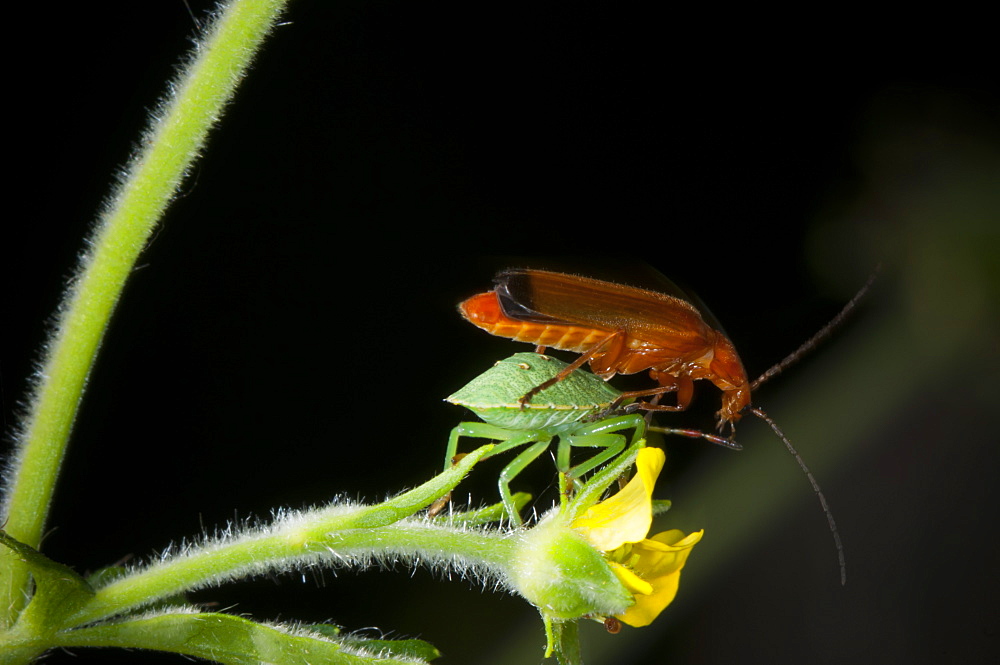 Shieldbug (Pentatomoidea) nymph and soldier beetle (Cantharis rustica), North West Bulgaria, Europe