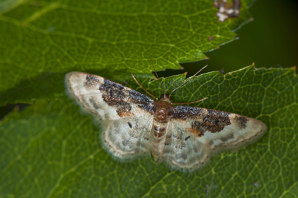 Least carpet moth (Geometridae) (Sterrhinae) (Idaea rusticata), North West Bulgaria, EuropeFamily Geometridae