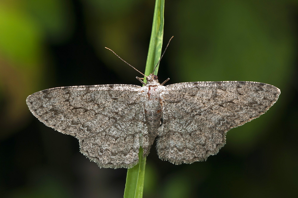 Pale oak beauty (Hypomecis punctinalis), North West Bulgaria, EuropeFamily Geometridae;Sub family Ennominae