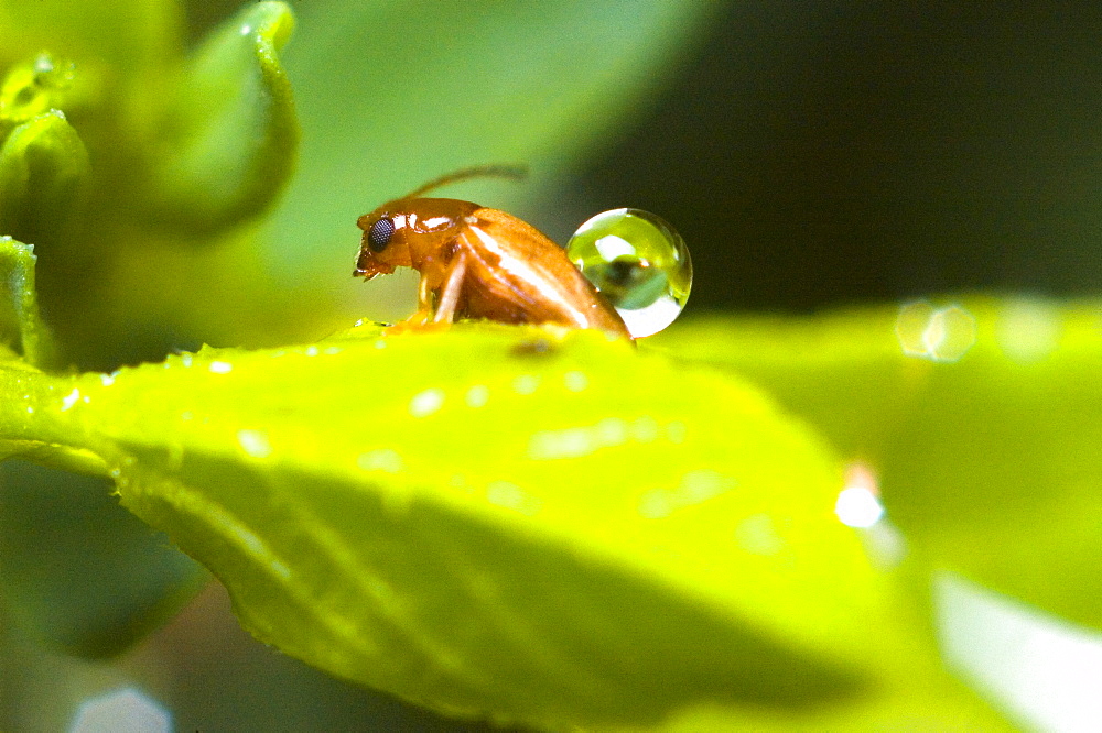 Jumping leaf beetle (Cryptocephalus sp);North West Bulgaria;Europe