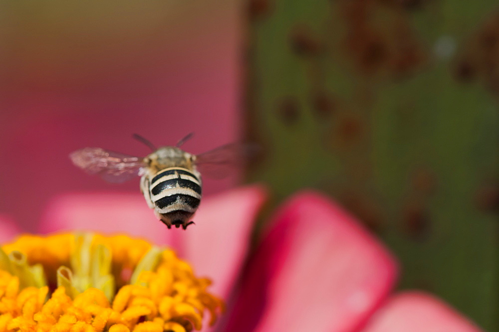 Bee (Apocrita), North West Bulgaria, EuropeOrder Hymenoptera;Family Apidae