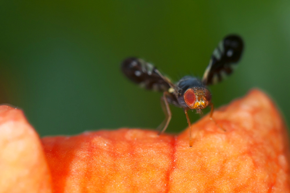 True flies (Diptera), North West Bulgaria, Europe