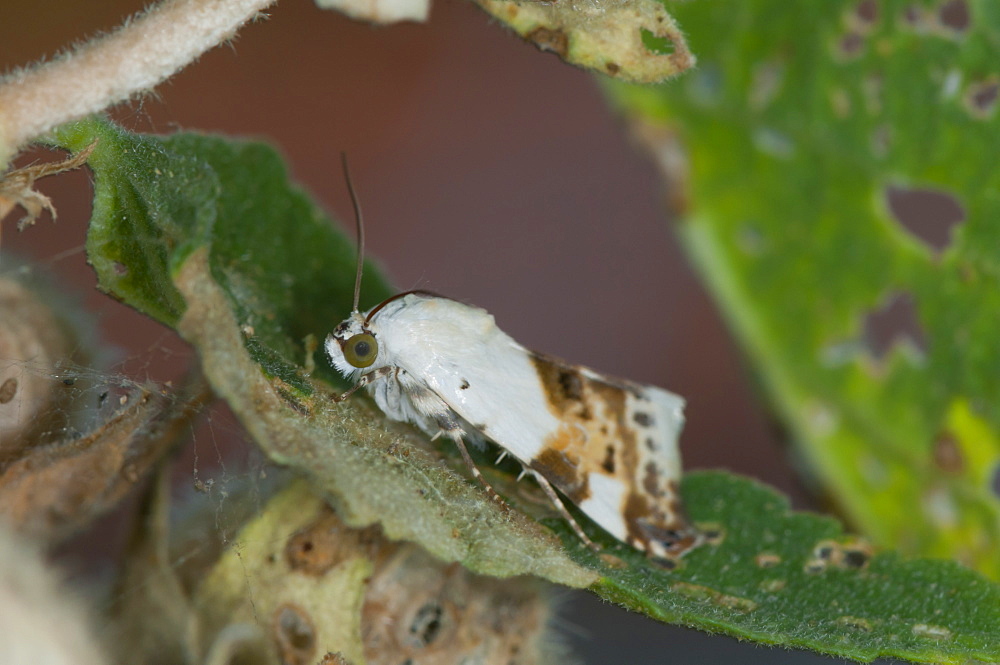 Moth, North West Bulgaria, EuropeFamily Noctuidae;Sub order Heterocera