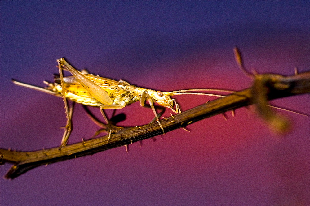 European tree cricket (Oecanthus pellucens);North West Bulgaria;Europe;Slow shutter speed in combination with wirelessly controlled macro flash