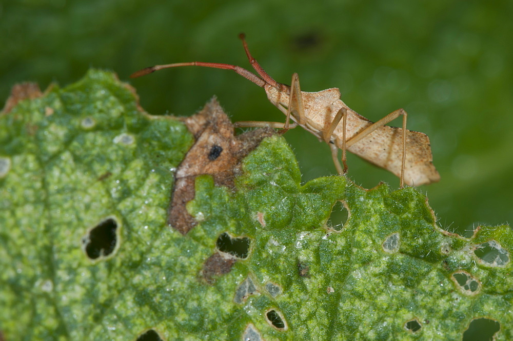 Stink bug (Pentatominae) (Pentatomoidae), North West Bulgaria, Europe