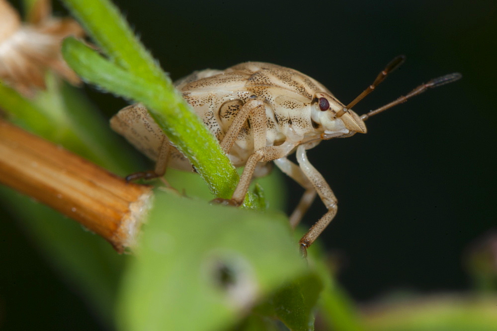 Stink bug nymph (shield bug) (Pentatominae) (Pentatomoidae), North West Bulgaria, Europe