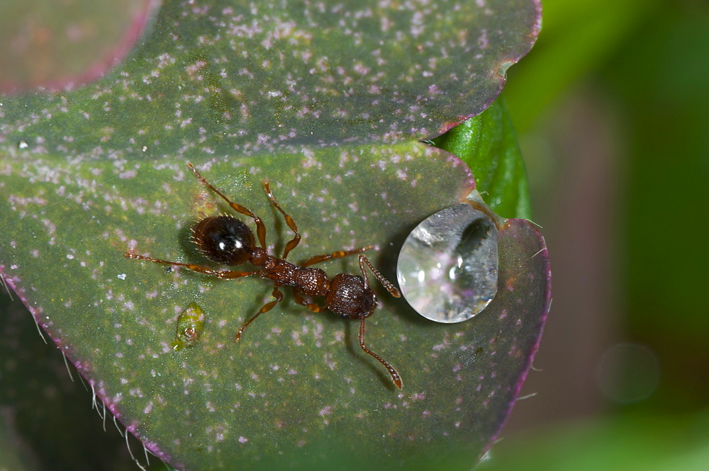 Ant (Formicidae) and dew drop, North West Bulgaria, EuropeOrder Hymenoptera