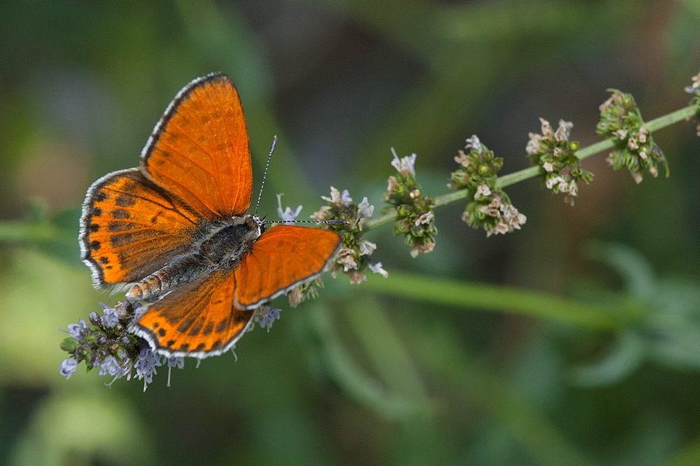 Hairstreak (Lycaenidae), North West Bulgaria, Europe