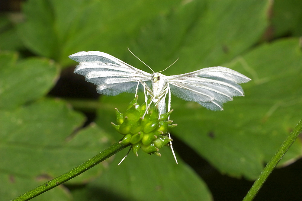 White Plume Moth (Pterophorus pentadactylus);North West Bulgaria;Europe