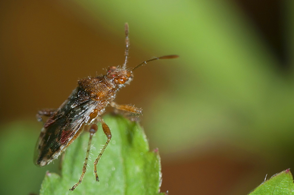 Beetle, North West Bulgaria, EuropeOrder Coleoptera