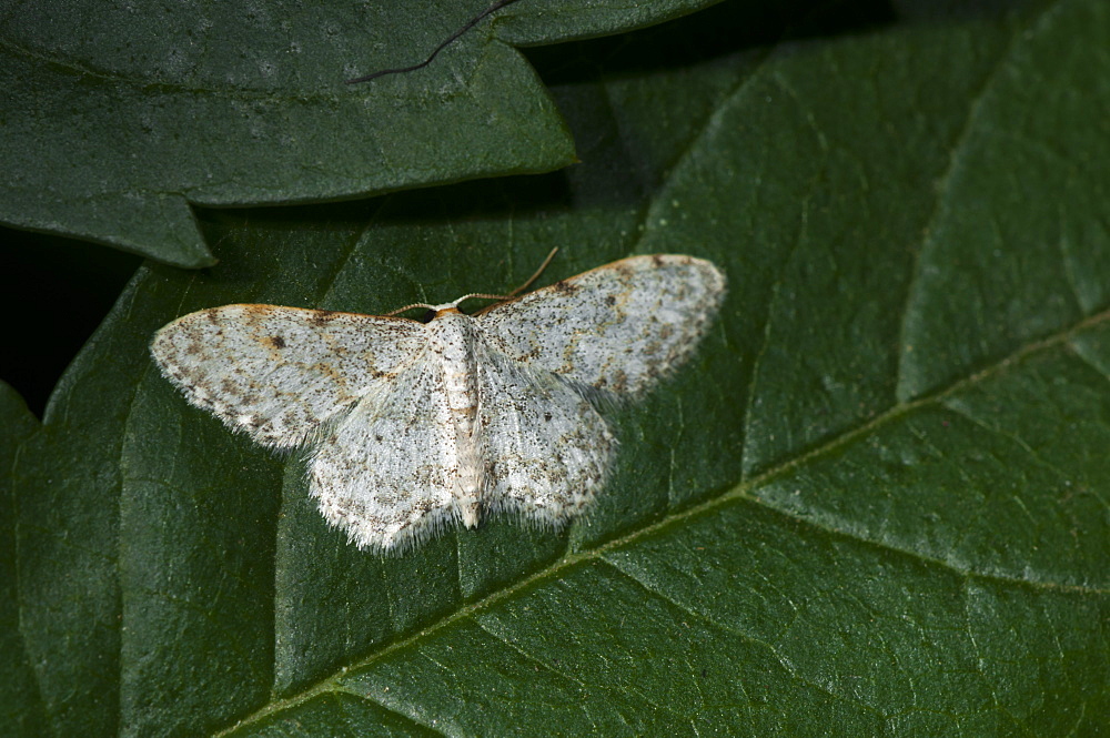 Small dusty wave moth (Idaea seriata), North West Bulgaria, EuropeFamily Geometridae