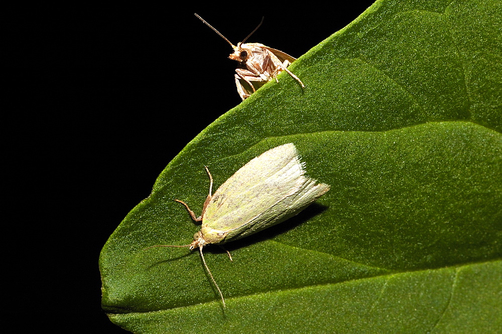 European oak leafroller;Green oak moth (Tortrix viridana);North West Bulgaria;Europe