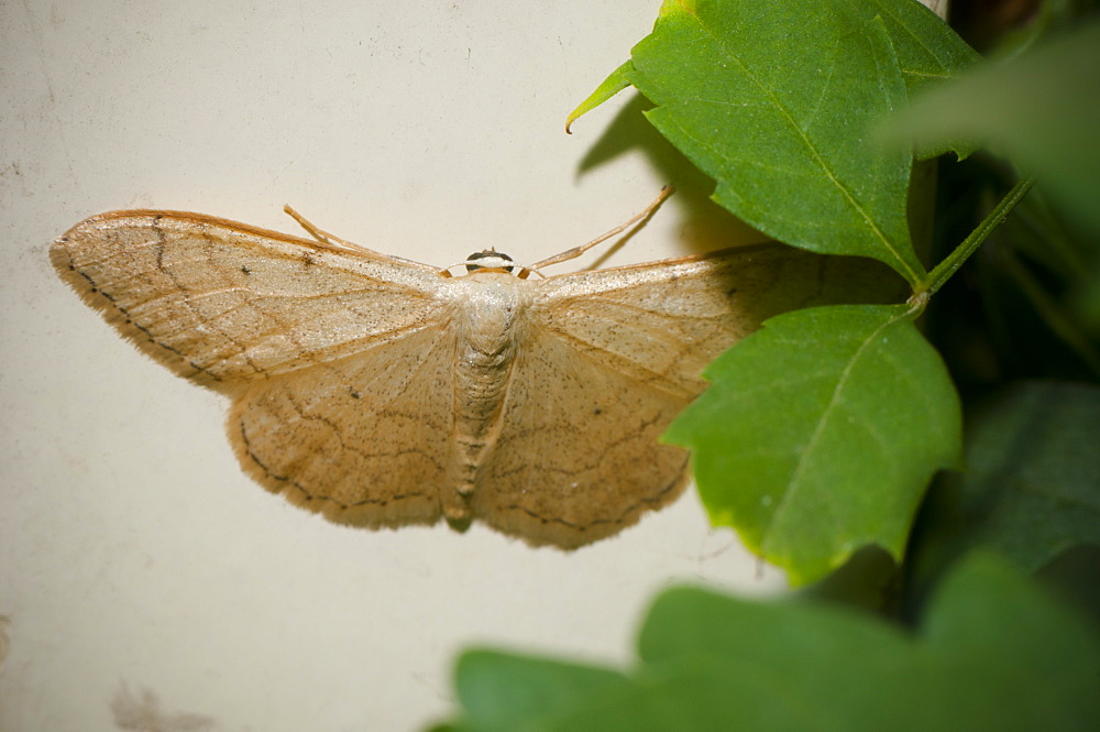 Moth (Geometridae), North West Bulgaria, EuropeFamily Geometridae