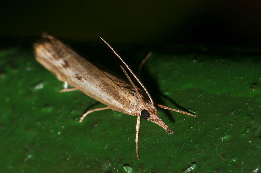 Grass moth (Crambidae), North West Bulgaria, Europe