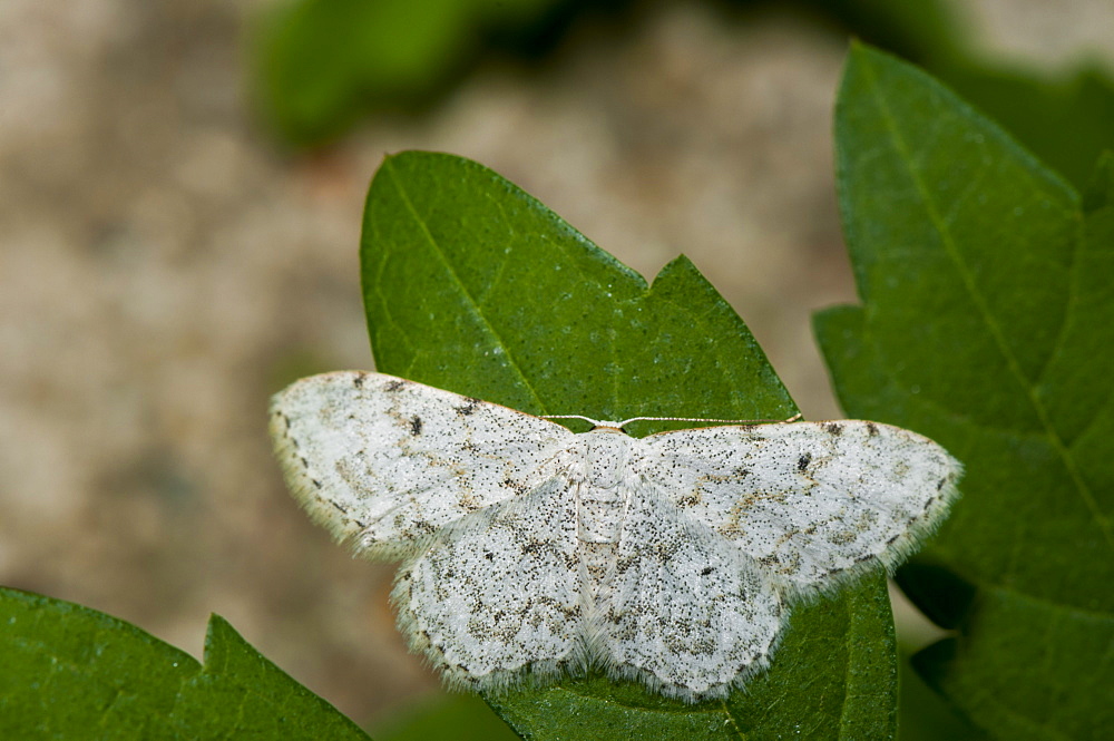 Small dusty wave moth (Idaea seriata) (Geometridae), North West Bulgaria, EuropeFamily Geometridae