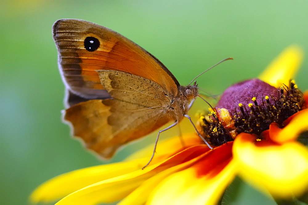 Meadow brown (Maniola jurtina);North West Bulgaria;Europe 