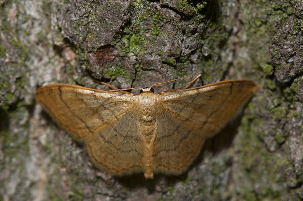 Moth (Heterocera), North West Bulgaria, EuropeFamily Geometridae