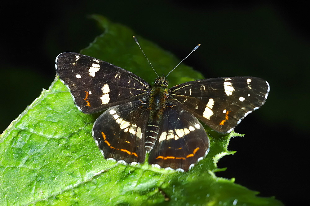 The Map (Araschnia levana) - Summer brood;North West Bulgaria;Europe