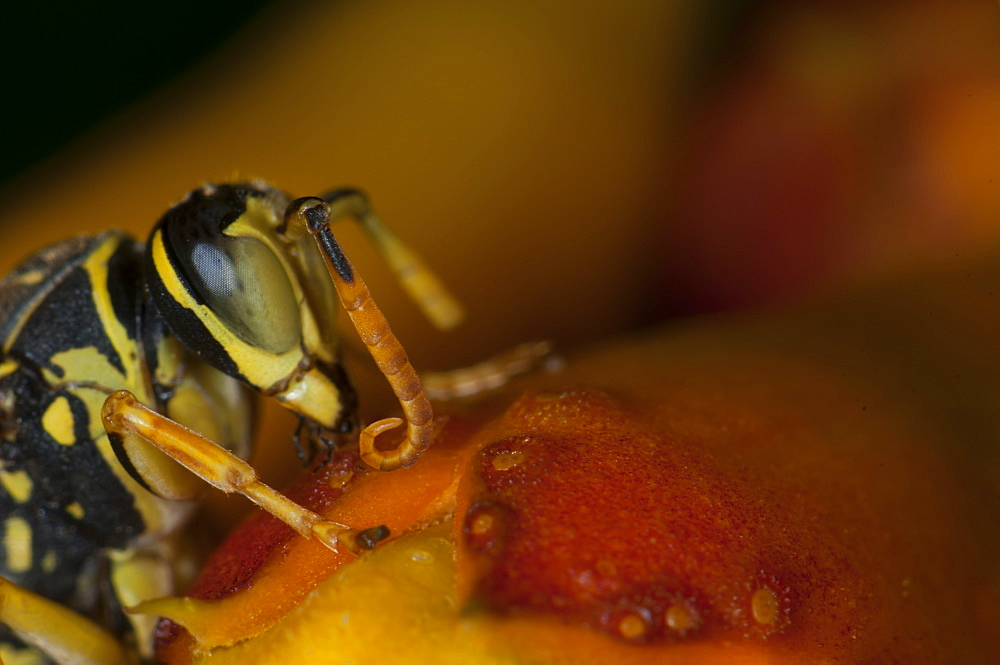 Wasp (Apocrita), North West Bulgaria, EuropeOrder Hymenoptera