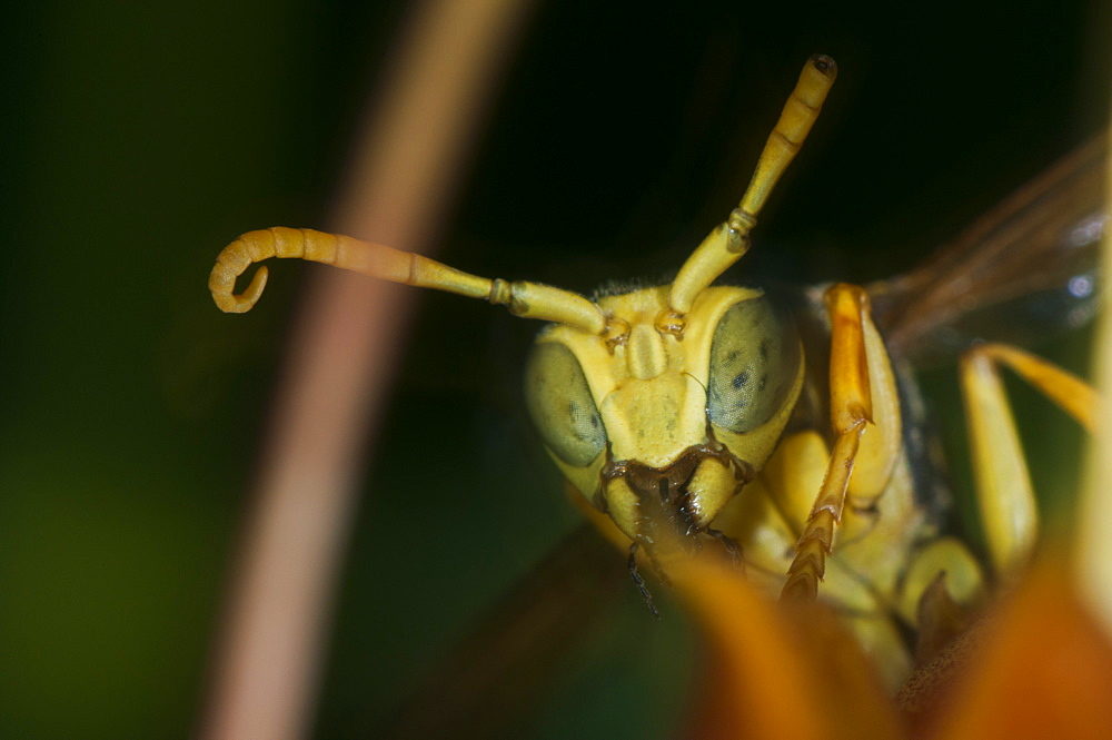 Wasp (Apocrita), North West Bulgaria, EuropeOrder Hymenoptera