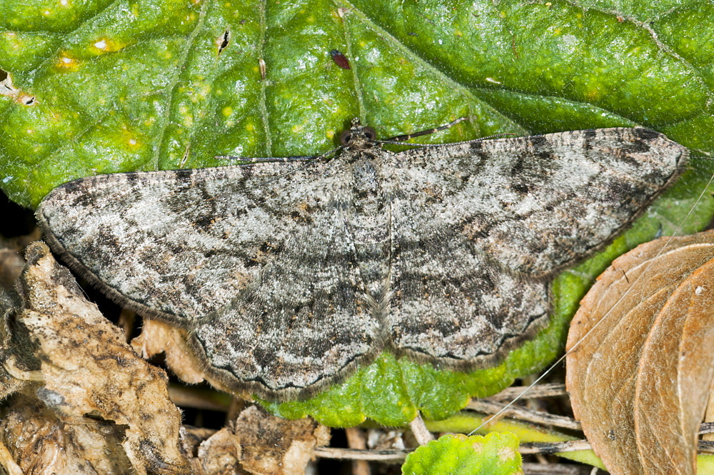 Moth (Heterocera), North West Bulgaria, EuropeFamily Geometridae