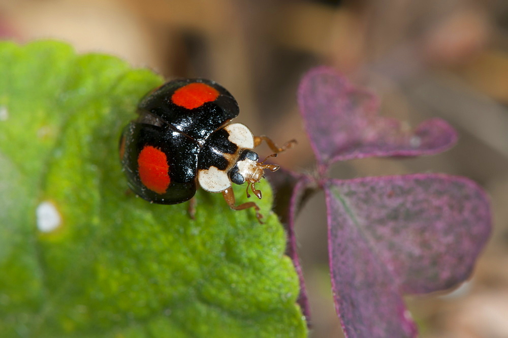 Ladybirds (Ladybug) (Coccinellidae) on violet leaf, North West Bulgaria, Europe